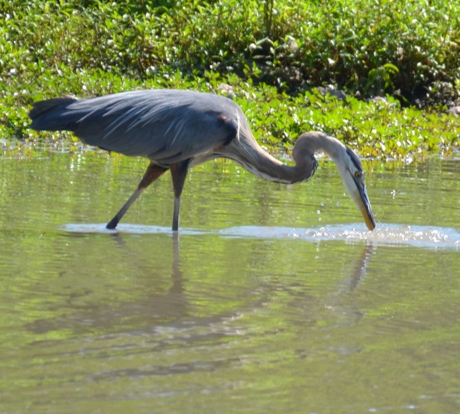 bird-crane-sandhill