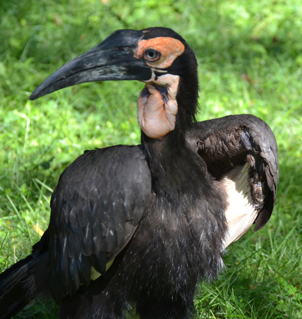 bird-identity-crisis