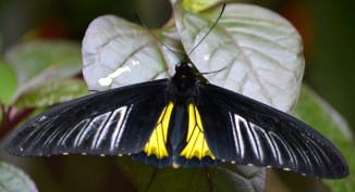 btrfly-golden-birdwing