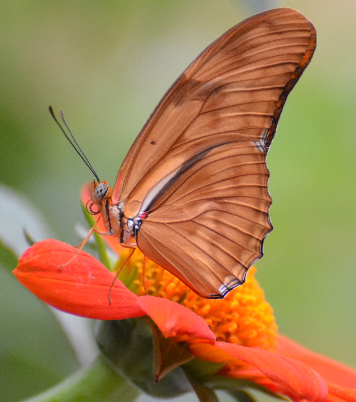 btrfly-julia-heliconian-1