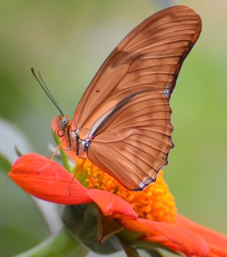 btrfly-julia-heliconian-1