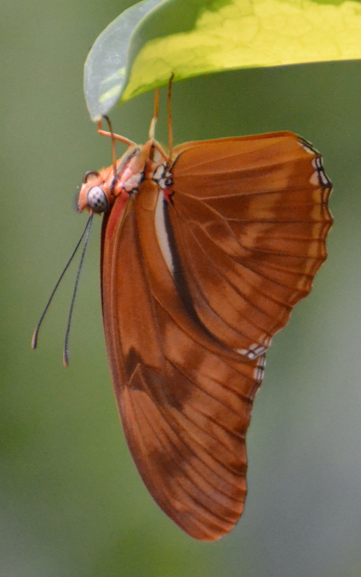 btrfly-julia-heliconian-2