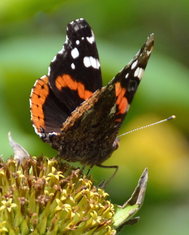 btrfly-red-admiral
