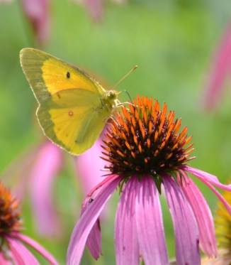 btrfly-sulfur-cloudless