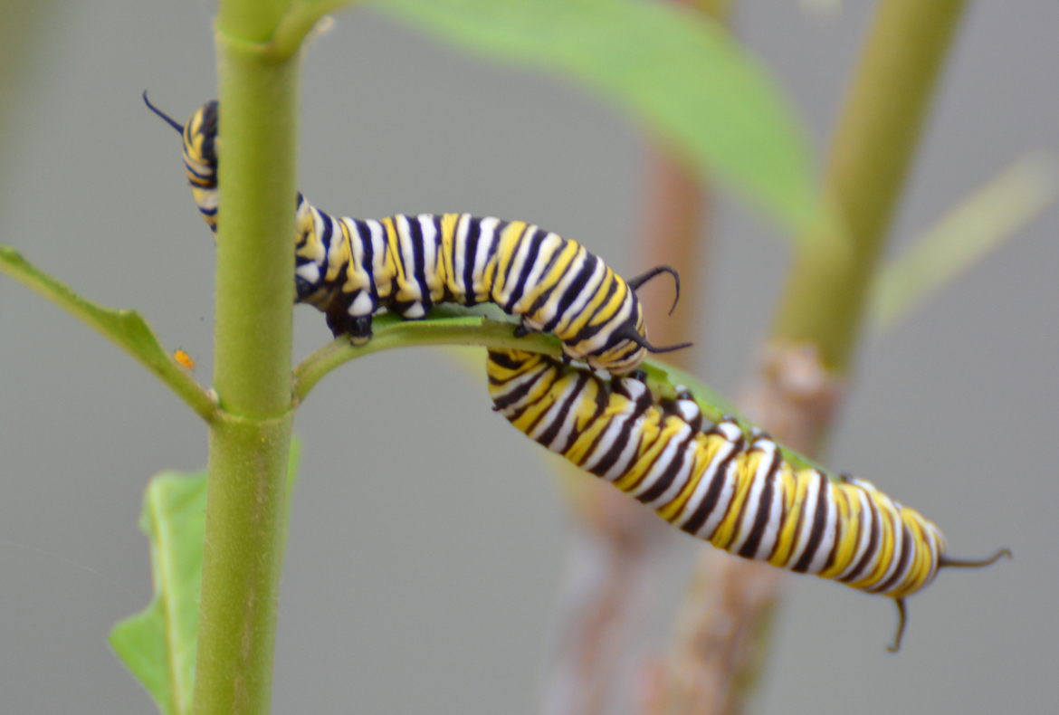 caterpillar-monarch