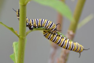 caterpillar-monarch