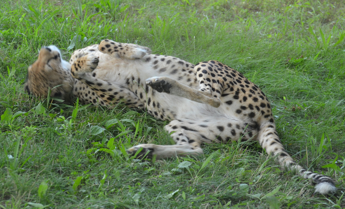 cheetah-shavasana