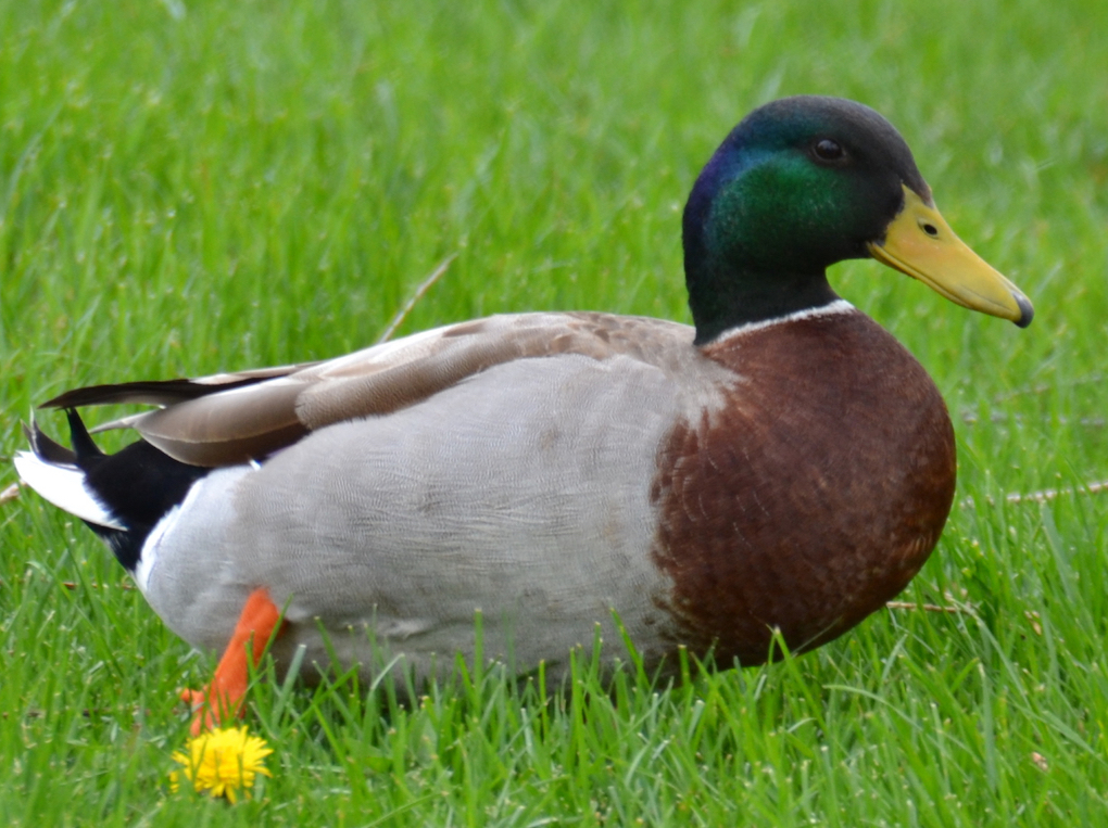 duck-mallard