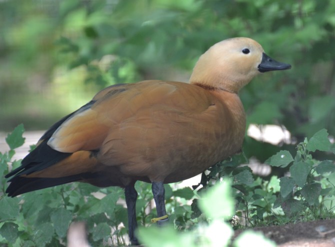 duck-unique