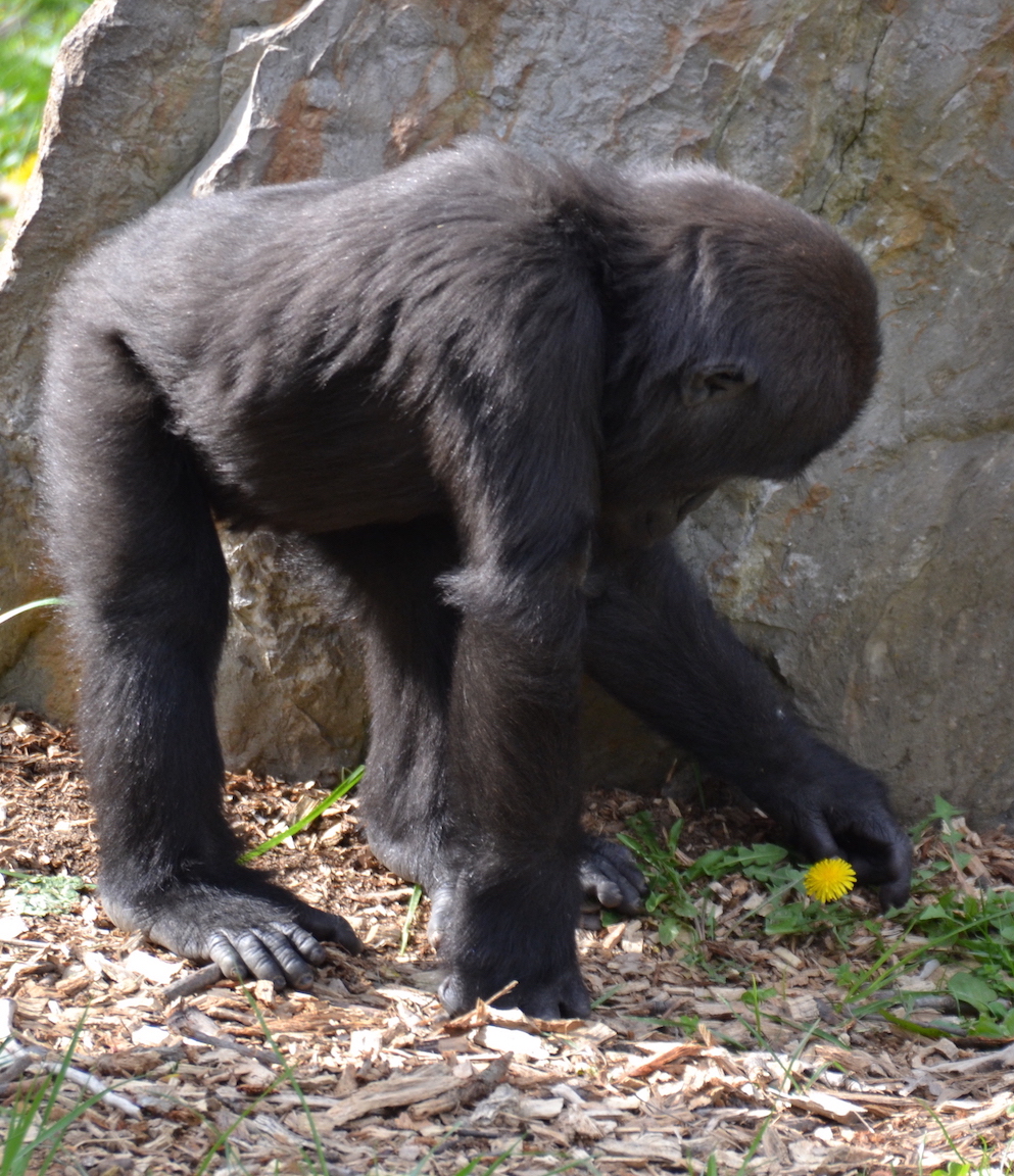 flowerpower-gorilla-masika