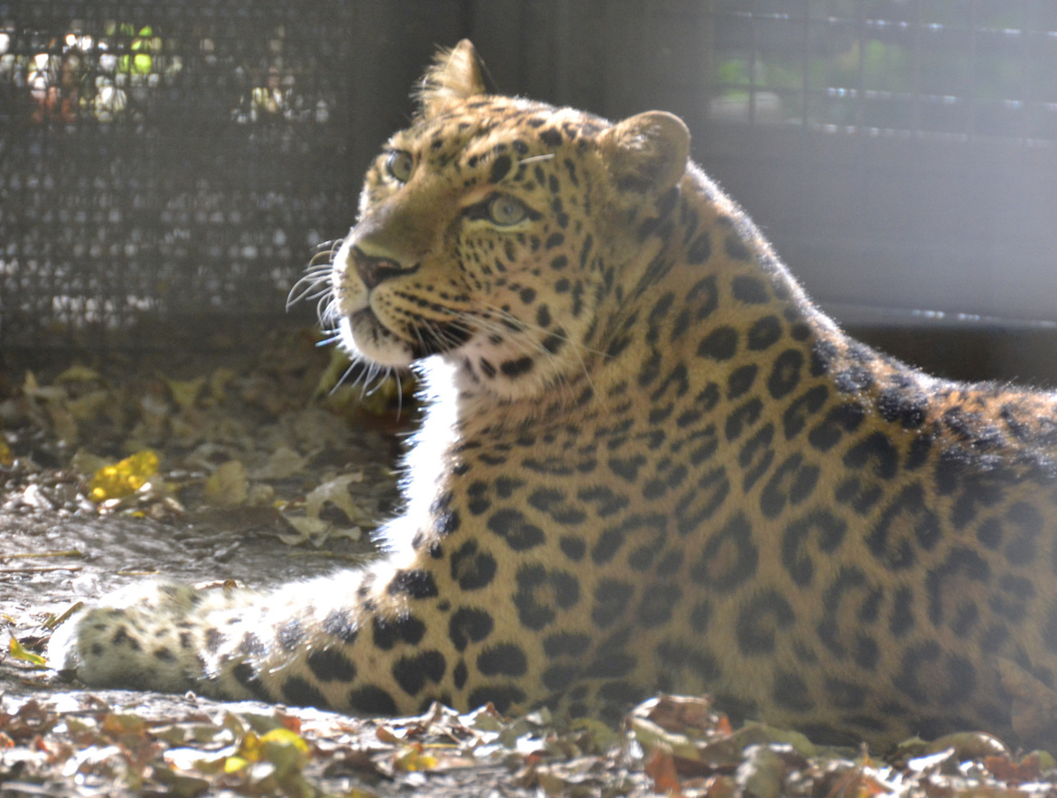 leopard-look-curiosity