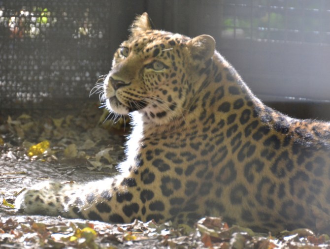 leopard-look-curiosity