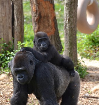 masika-gorilla-toobig