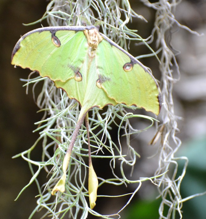 moth-african-moon