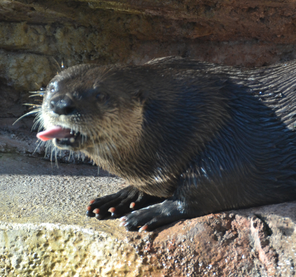 otter-rude
