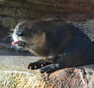 otter-rude