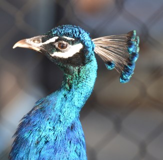 peacock-profile