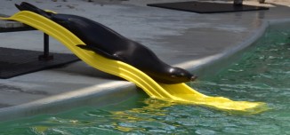 sealion-slip-slide