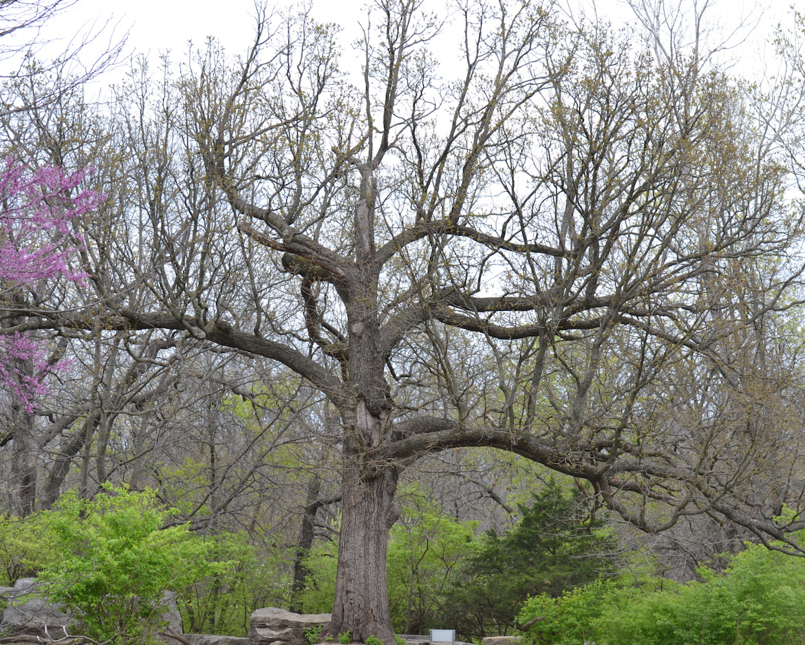 tree-ready-for-spring