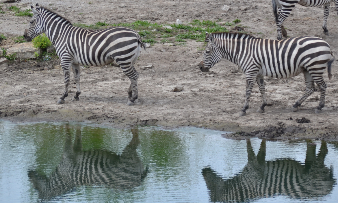 zebra-line-dance
