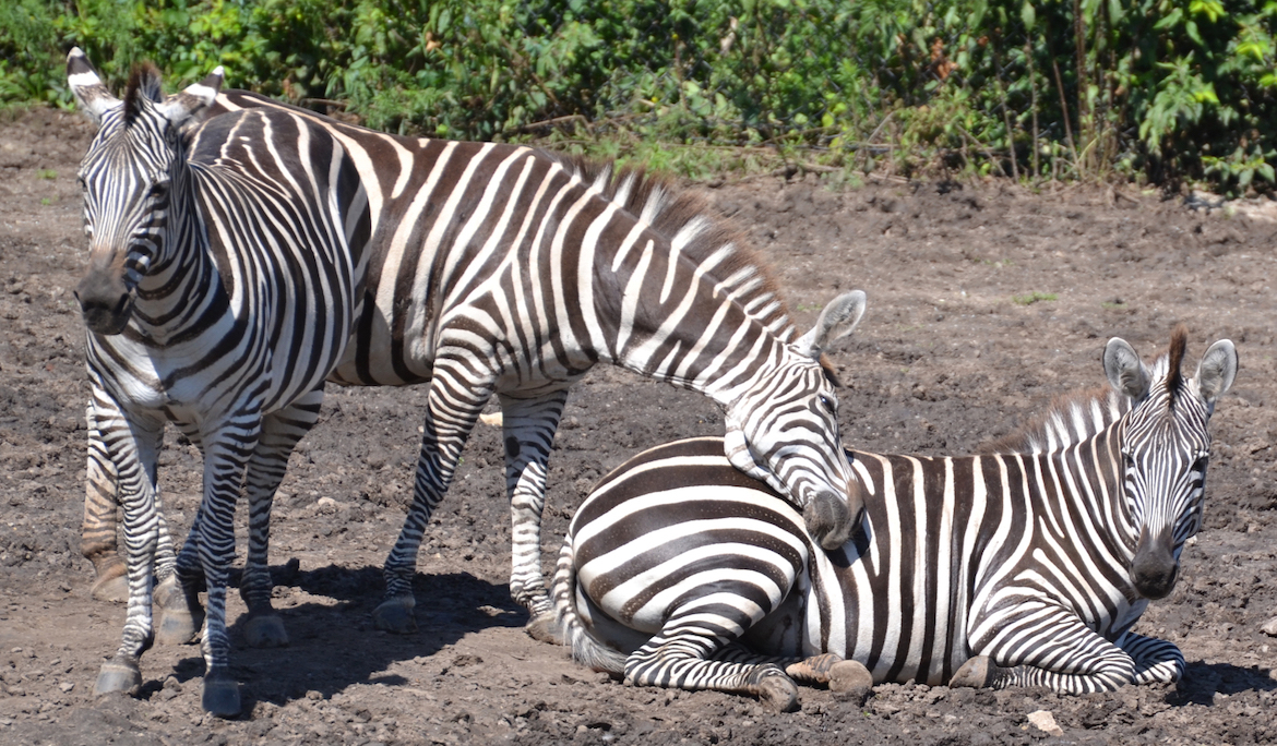 zebra-snuggle