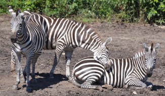 zebra-snuggle