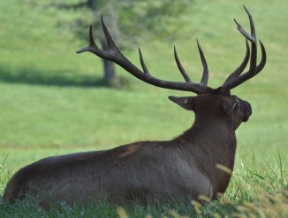 elk-elliot-camera-shy