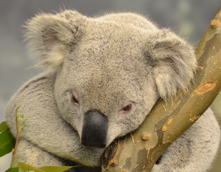 koala-sigh