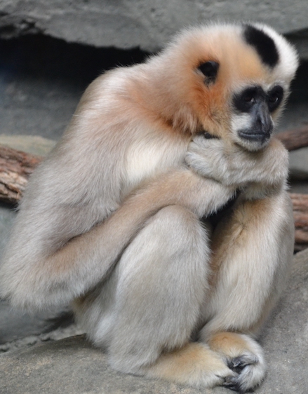 monkey-wonder-forlorn