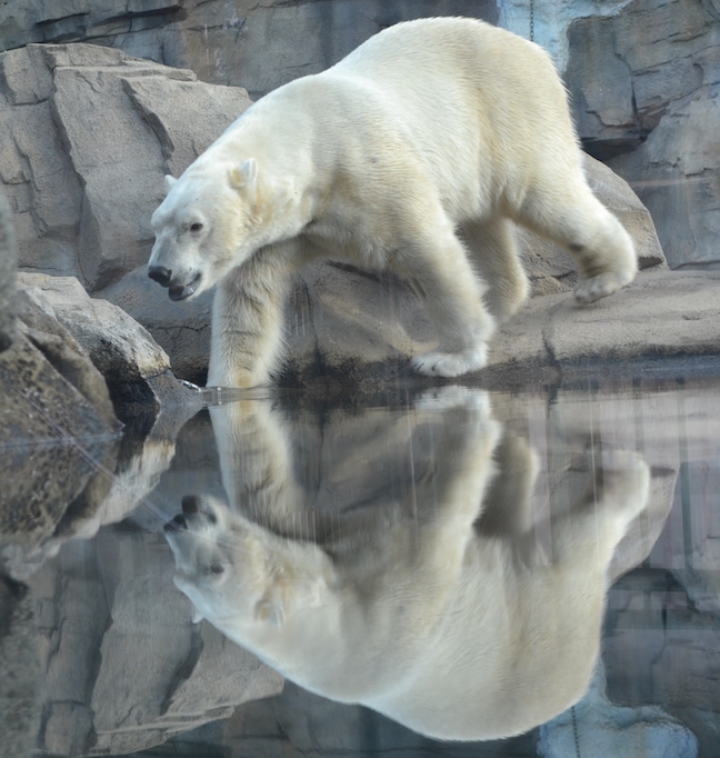 polarbear-nikita-pool-time