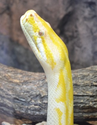 snake-albino