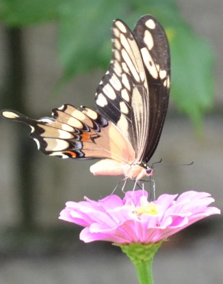 btrfly-swallowtail-yellow