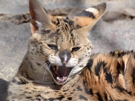 giraffe-cat-serval