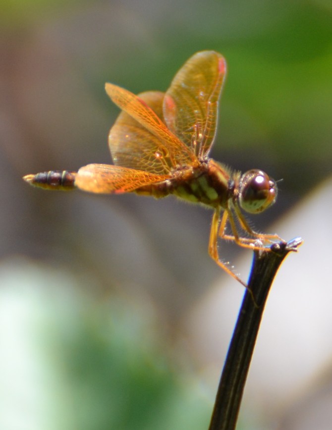 dragonfly-orange-jewel