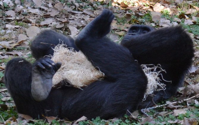 gorilla-blanket-outgrow