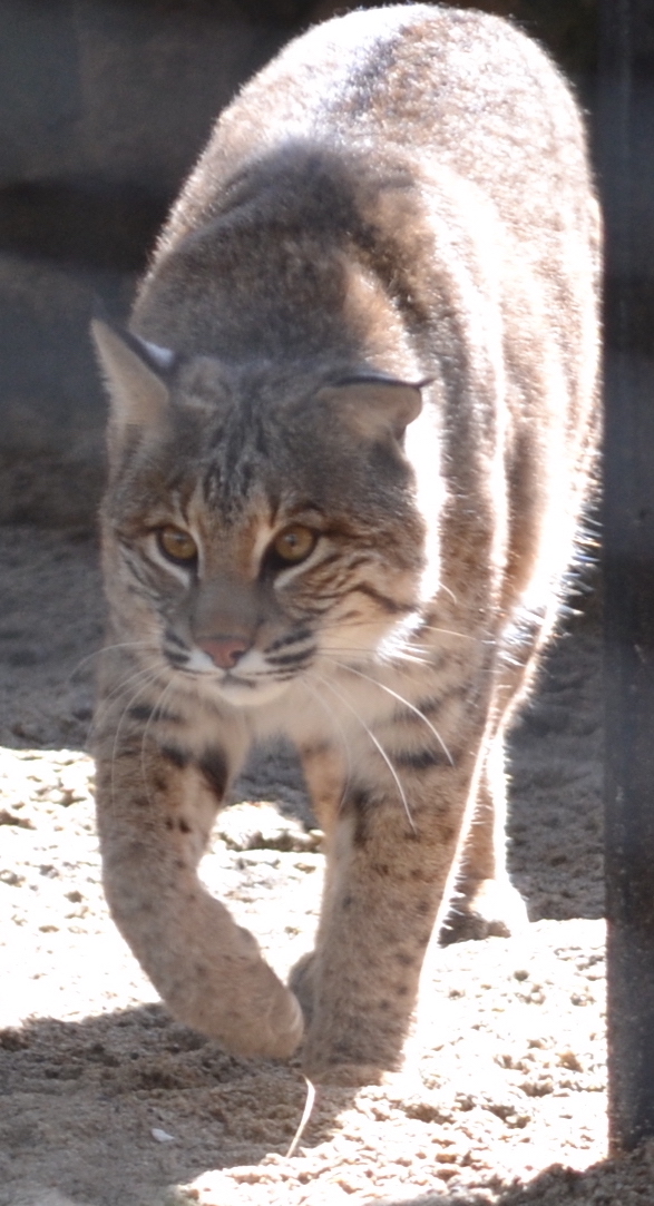 bobcat