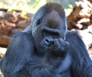 gorilla-manicure