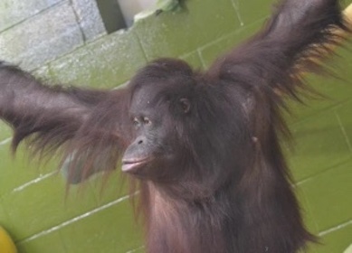 orangutan-dance