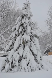 tree-snow-covered