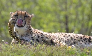 cheetah-laugh