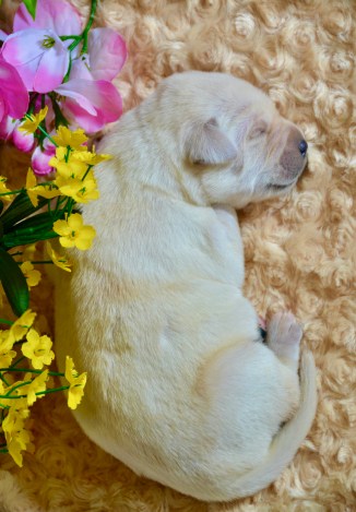 puppy-flower-pose1