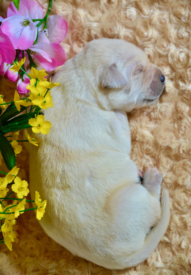 puppy-flower-pose1