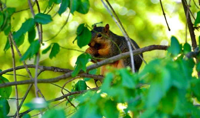squirrel-hidden-snack